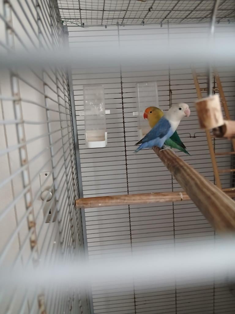 Dwergpapigaai, Mannelijk, Dwergpapegaai of Agapornis, Geringd