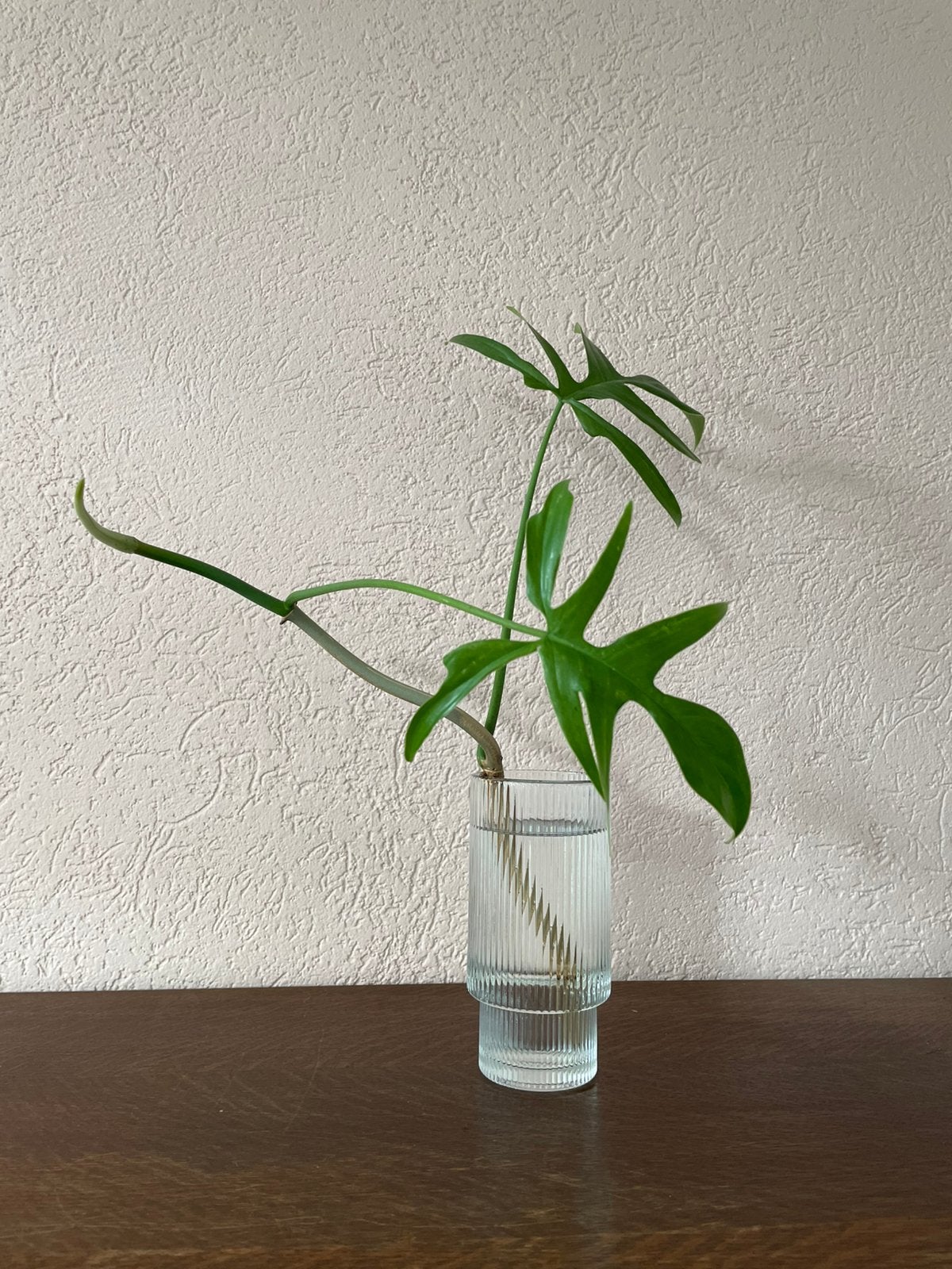 Stekje, Groene kamerplant, Ophalen, Overige soorten, Minder dan 100 cm
