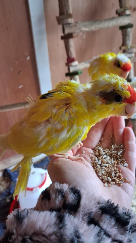 Lieve tamme kakariki jongen nog 2 mannen en 1 popje, Dieren en Toebehoren, Vogels | Parkieten en Papegaaien, Meerdere dieren, Parkiet