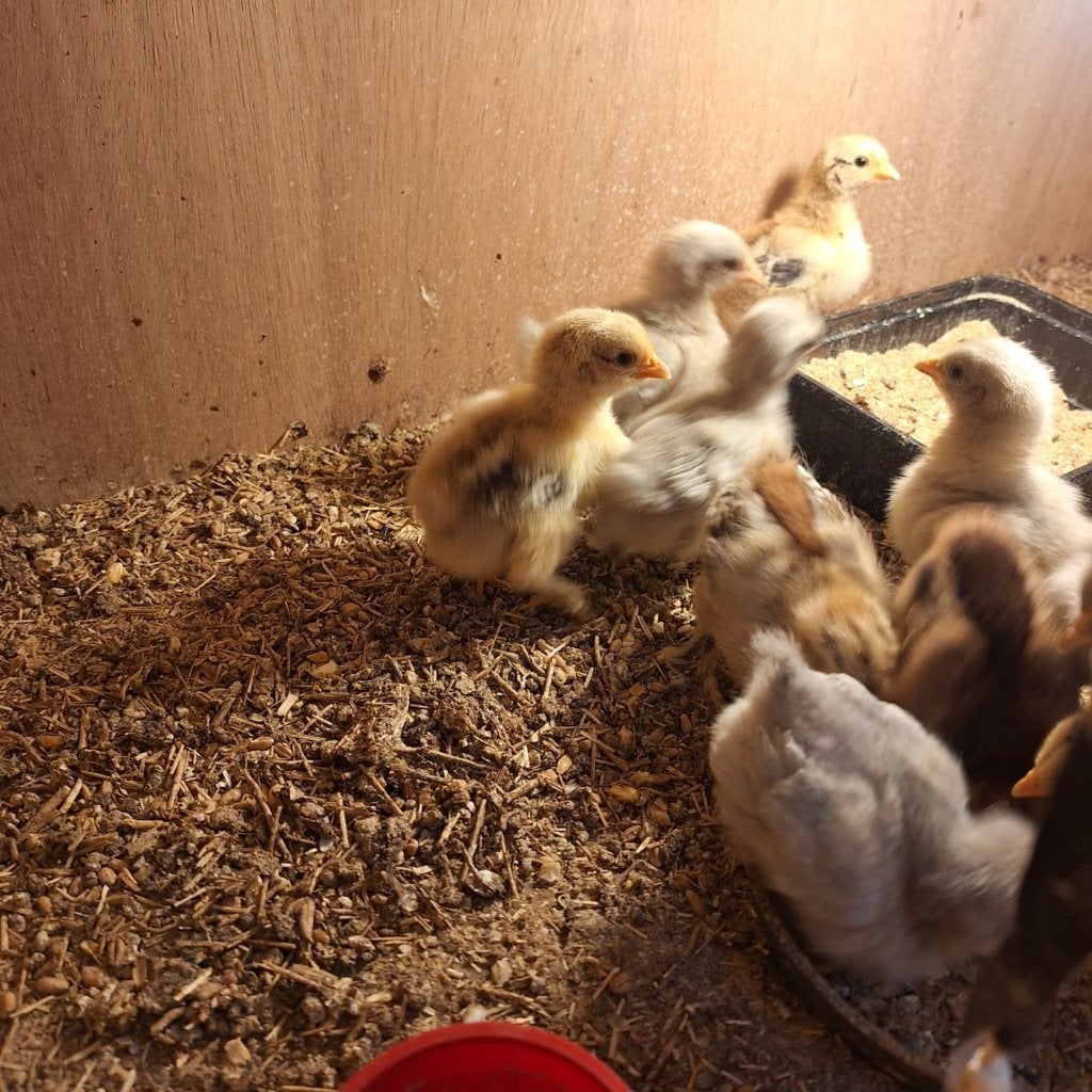 Serama kuikens, Meerdere dieren, Kip