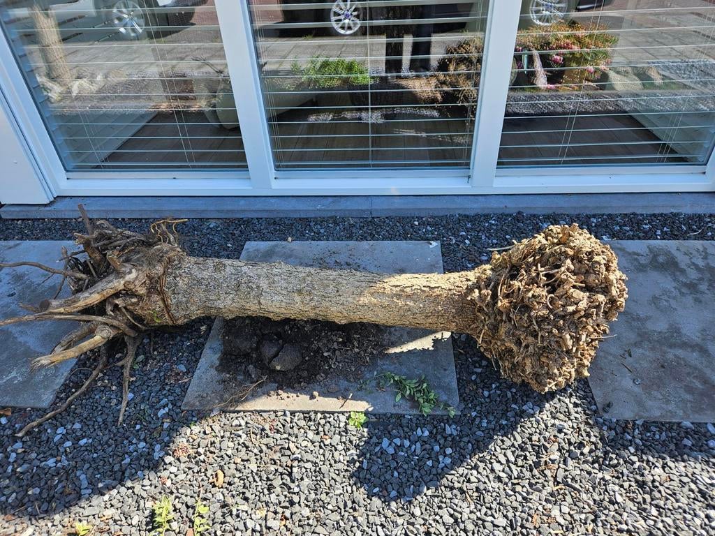 Hout voor kachel, Minder dan 3 m³, Ophalen
