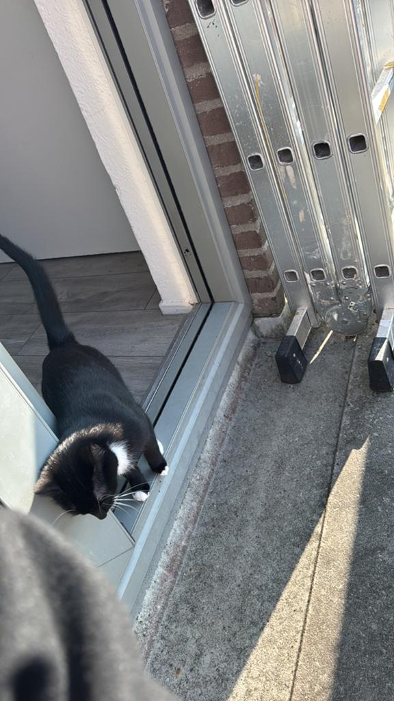 Lief huisje gezocht voor Zara, Dieren en Toebehoren, Katten en Kittens | Overige Katten, Poes