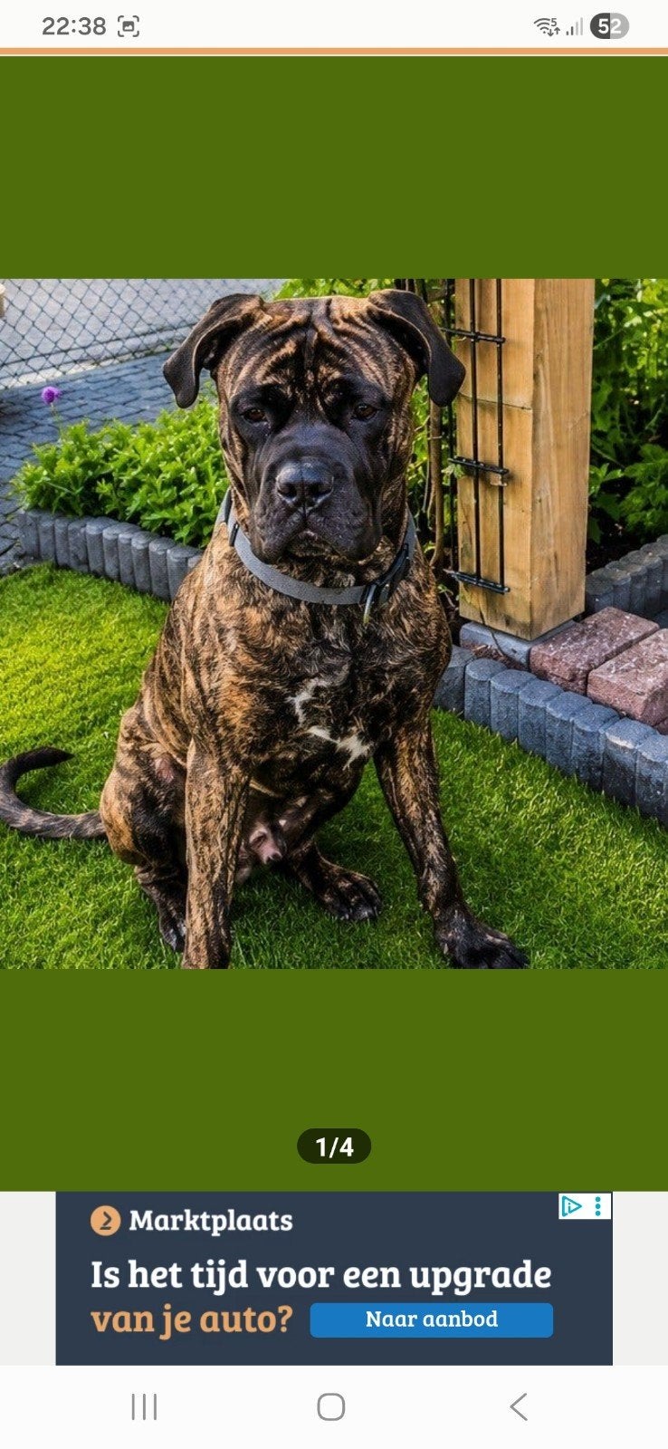 Prachtige Cane Corso x Cane corso/ Bull Mastief pups, Overige rassen, 8 tot 15 weken, Meerdere, Meerdere dieren