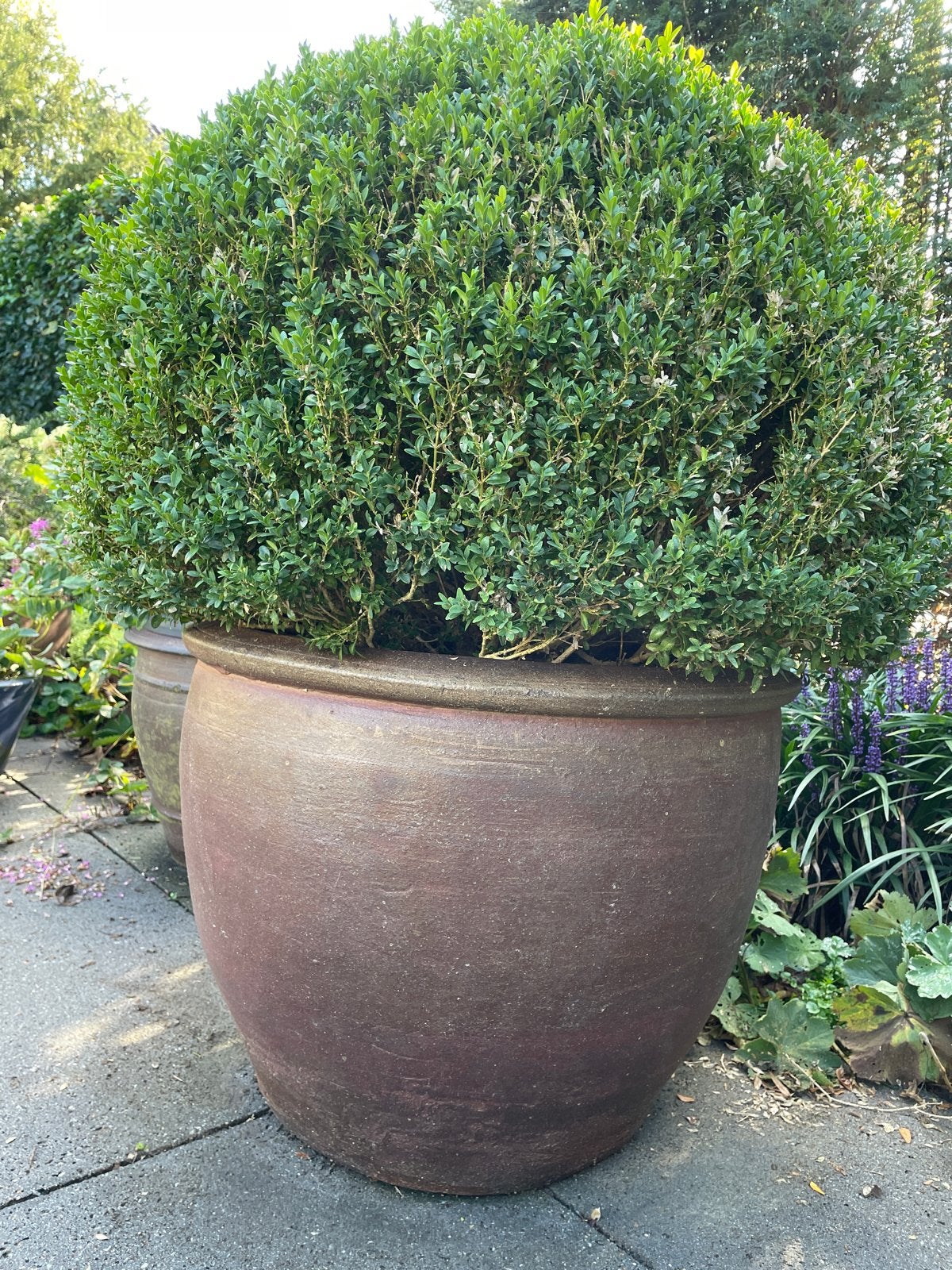 2 hele grote potten waarvan 1 met buxus, Tuin en Terras, Ophalen, Gebruikt, Balkon, 40 cm of meer