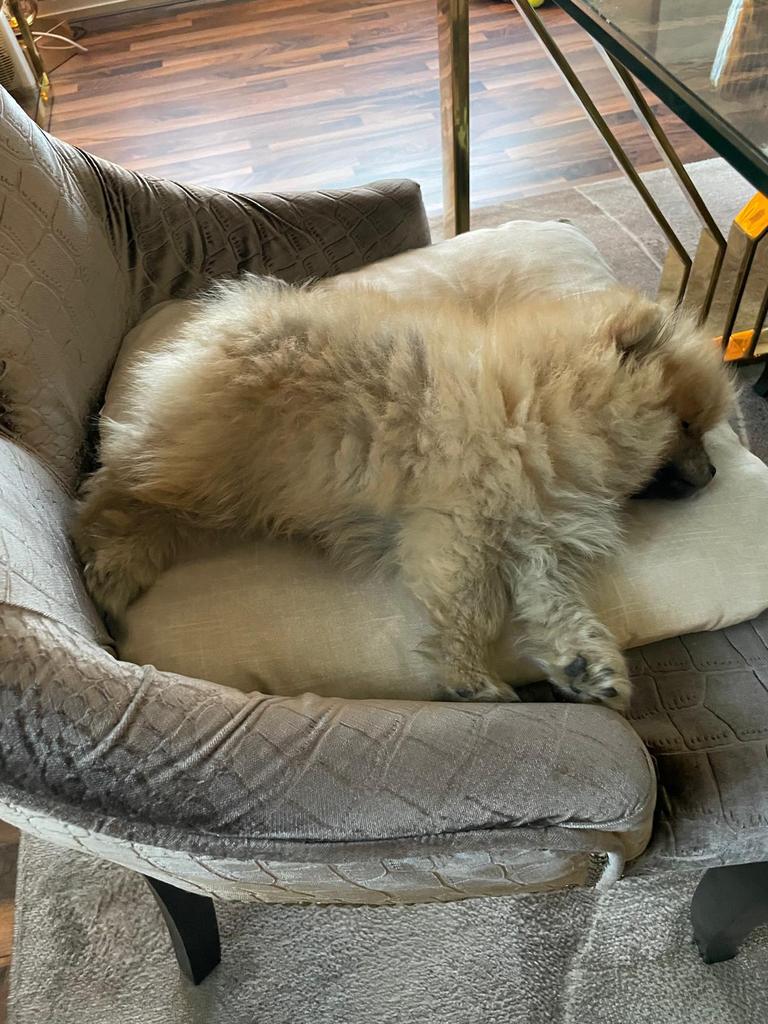 Te koop Pomperiaan bearface, 15 weken tot 1 jaar, Reu, Poolhond, Parvo