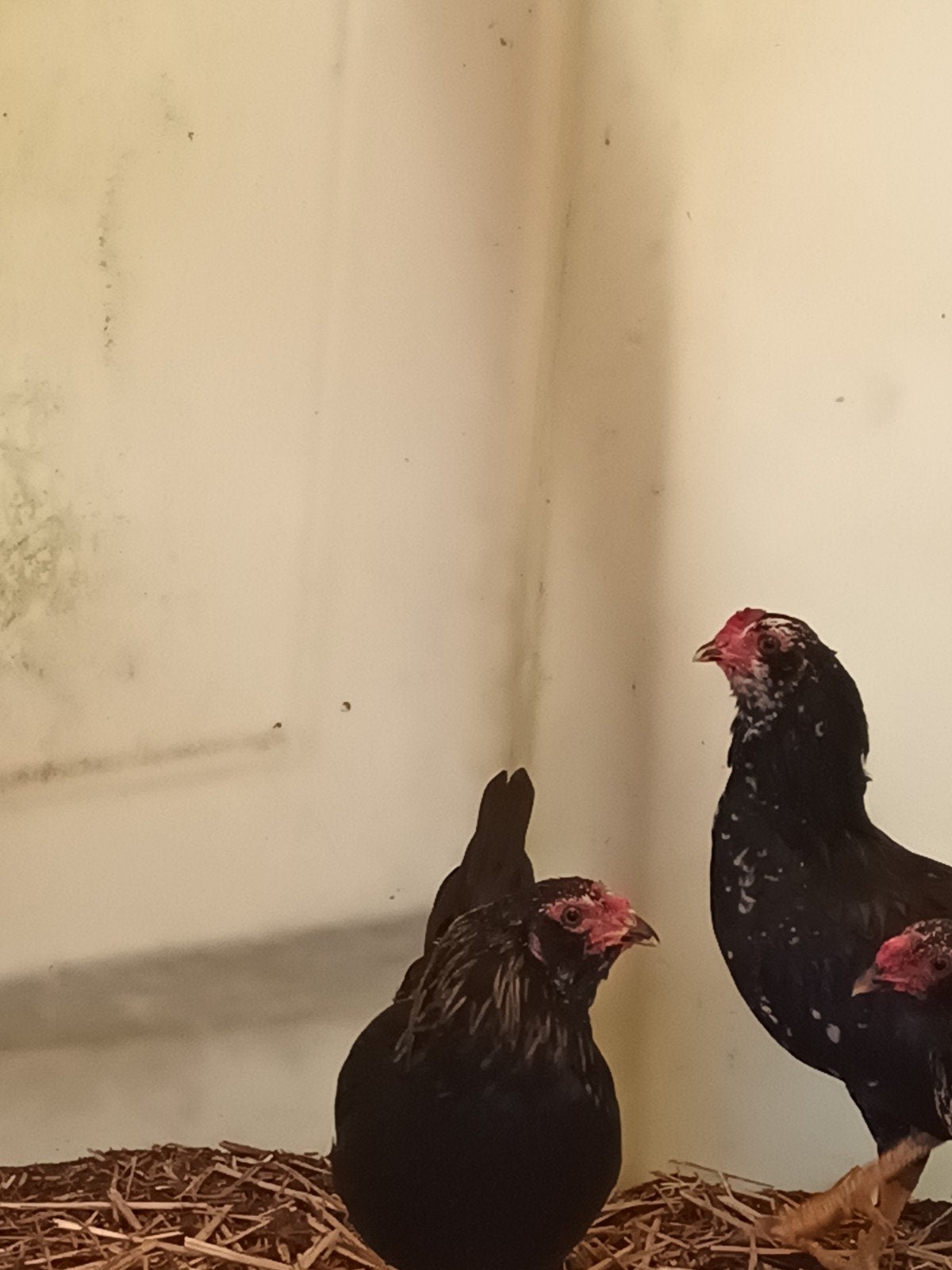 Baard kriele haan, Dieren en Toebehoren, Mannelijk