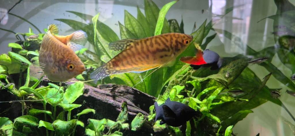 Goud gourami koppel, Dieren en Toebehoren, Vissen | Aquariumvissen, Vis