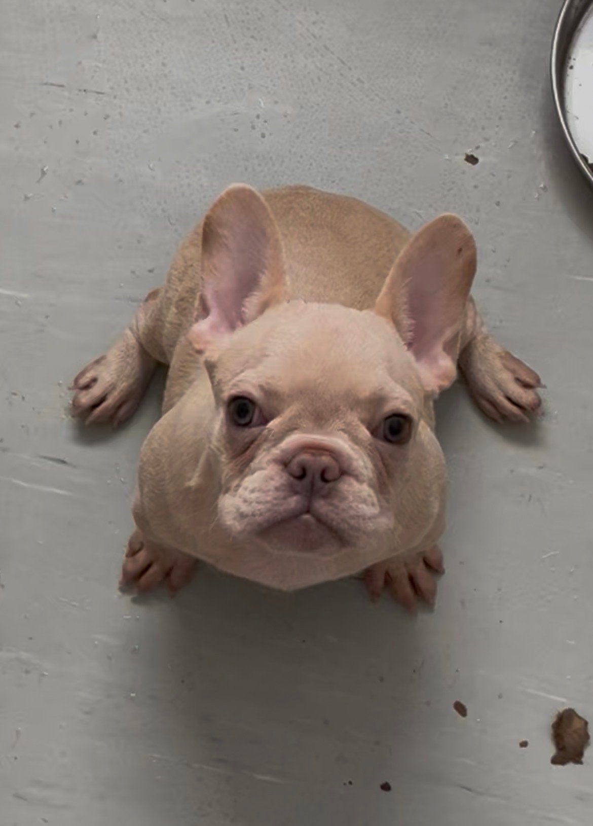 Raszuivere Platinum Light Cream Franse Bulldog pup teefje, 15 weken tot 1 jaar, Buitenland, Bulldog, Meerdere