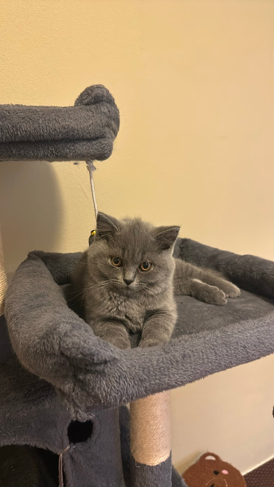 Britse krothaar kitten 11 weken mannetje, Dieren en Toebehoren, Kater