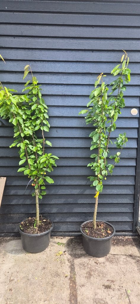 Kordina Kers, Tuin en Terras, Planten | Fruitbomen, Appelboom, Minder dan 100 cm, Halfschaduw, Lente, In pot, Ophalen