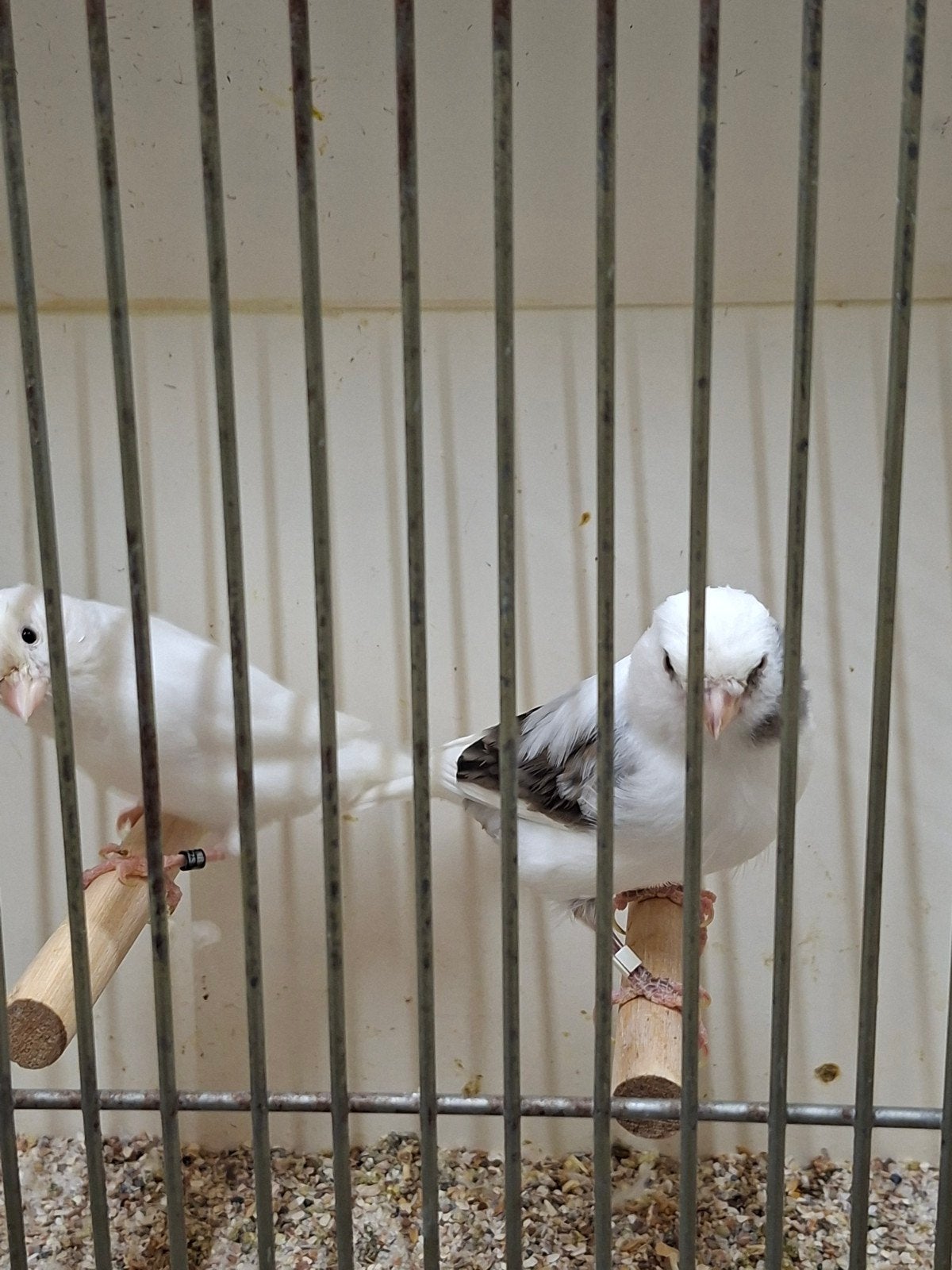 recessief witte kanaries., Meerdere dieren, Kleurkanarie