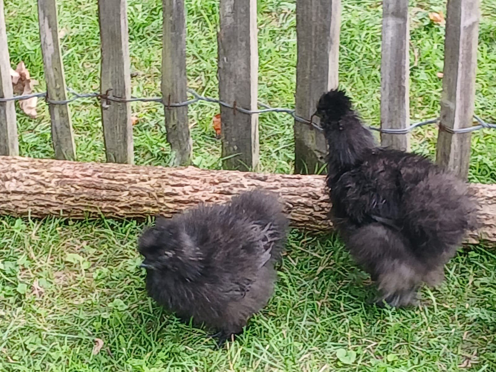 zijdehoen kriel kuikens, Dieren en Toebehoren, Geslacht onbekend, Kip