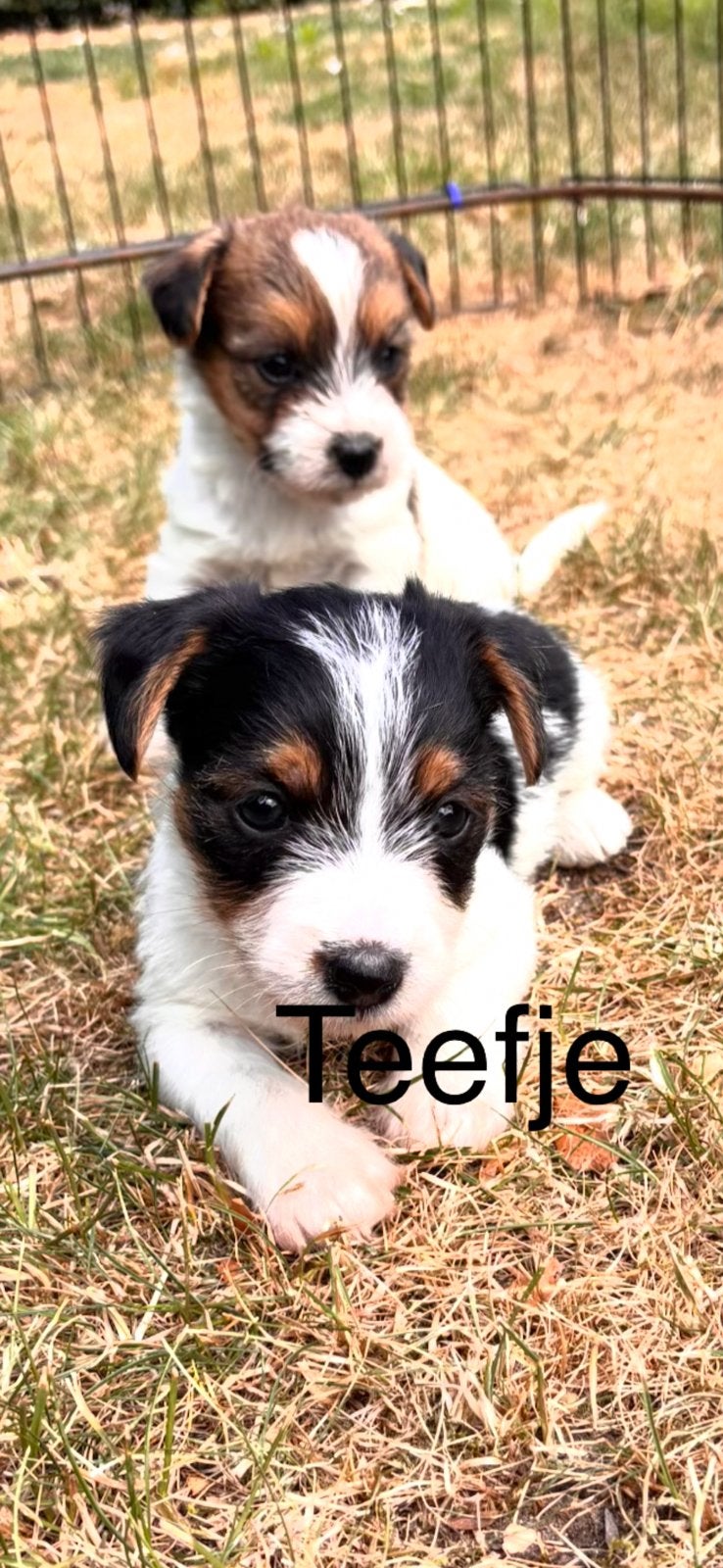 Prachtige ruwharige Jackrussell pups, Dieren en Toebehoren, Honden | Jack Russells en Terriërs, Parvo, Jack Russell Terriër, 8 tot 15 weken