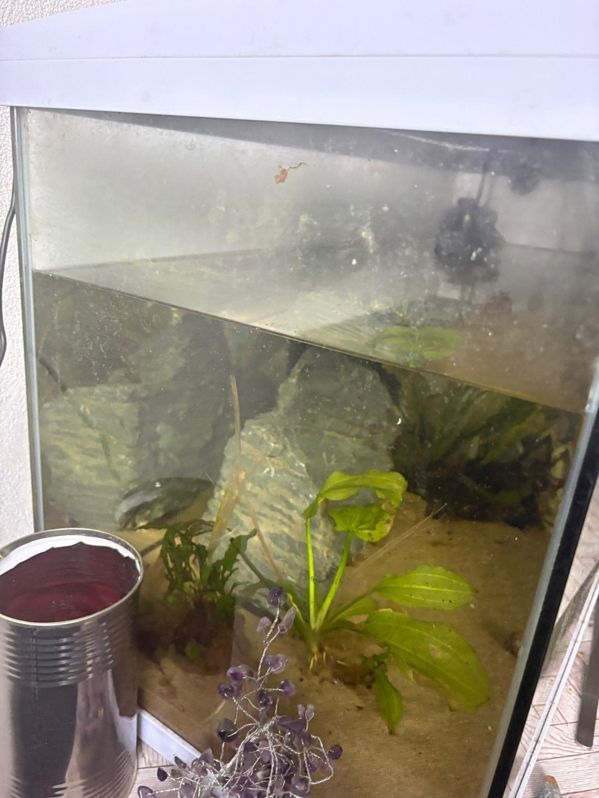 100 liter Aquarium, Dieren en Toebehoren, Ophalen, Gebruikt, Gevuld zoetwateraquarium