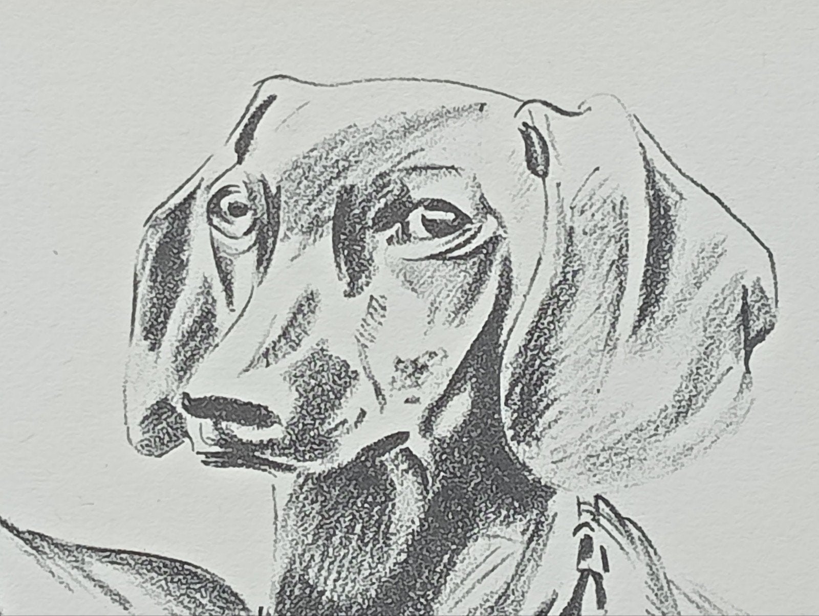 prent met teckels hondjes, Ophalen of Verzenden, 1940 tot 1960, Gebruikt