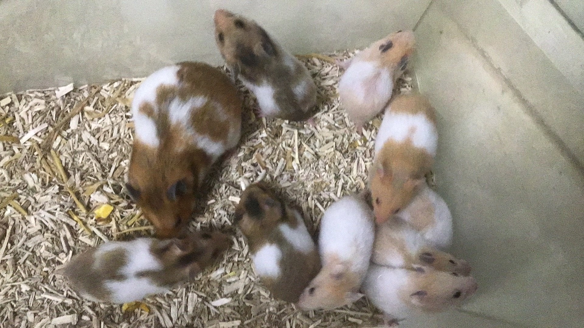 Goudhamsters, jonge hamsters, syrische hamster, Dieren en Toebehoren, Juni, Meerdere dieren, Hamster
