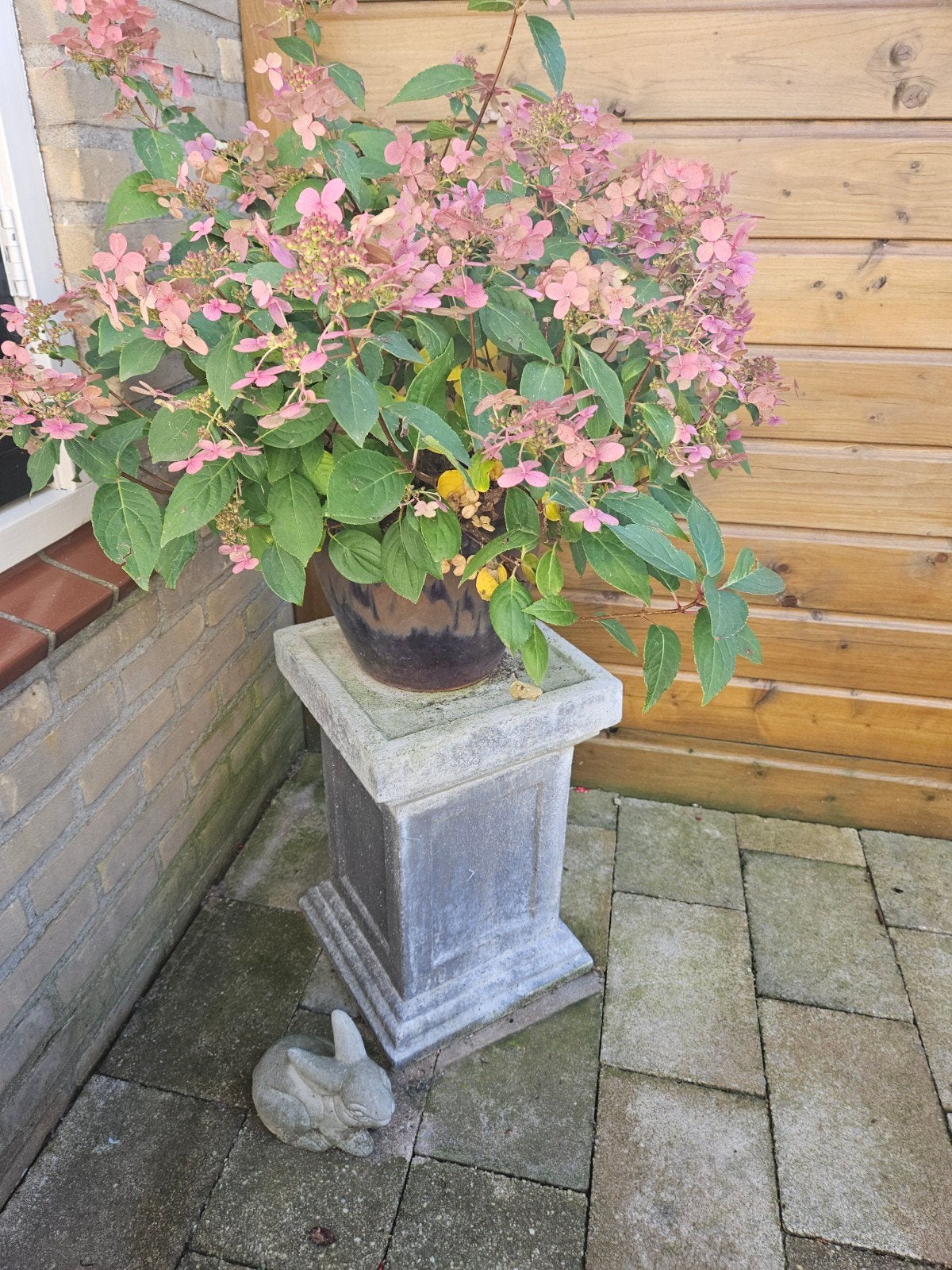 buitenplant, Ophalen, Overige soorten, Halfschaduw