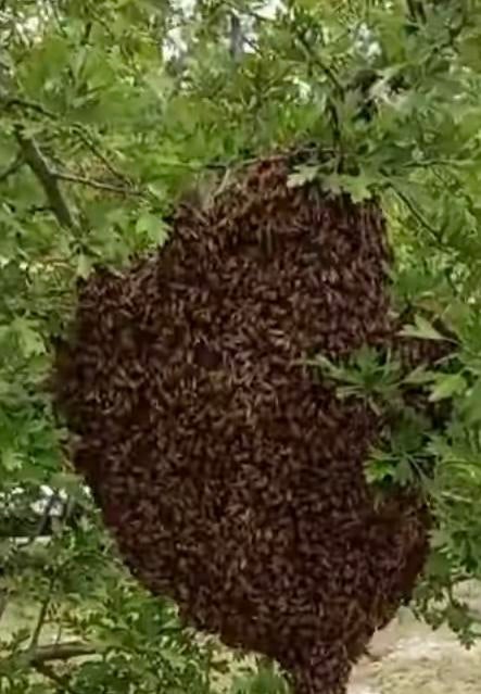 Gezocht Bijenvolk, Dieren en Toebehoren, Insecten en Spinnen