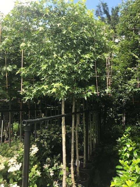 lei liquidambar stam 190 cm hoog totaal 340 cm ho stam12-14, Tuin en Terras, Planten | Bomen, Leiboom, Lente, 250 tot 400 cm, Ophalen