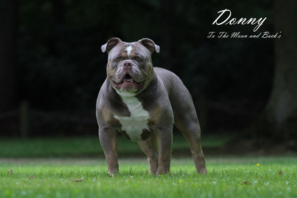 old english bulldog dekreu, Dieren en Toebehoren, Honden | Bulldogs, Pinschers en Molossers, Reu, 1 tot 2 jaar, Bulldog, Meerdere