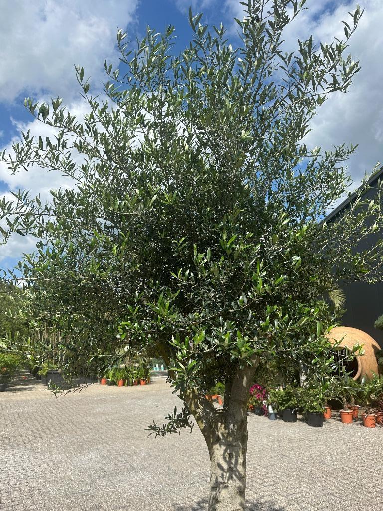 Olijfboom compleet in houten bloembak/boombak te koop!!!, Tuin en Terras, Planten | Bomen, Ophalen of Verzenden, Olijfboom, 250 tot 400 cm