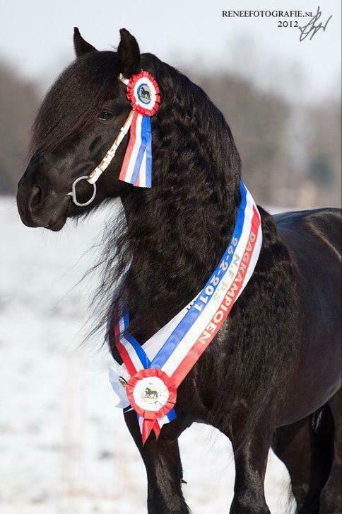 Ter dekking/ook KI: Prachtige Fell Pony Wellbrow Tommy, Hengst