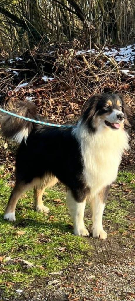 australian shepherd  dekreu, Dieren en Toebehoren, Reu, 1 tot 2 jaar, Parvo, Eén hond