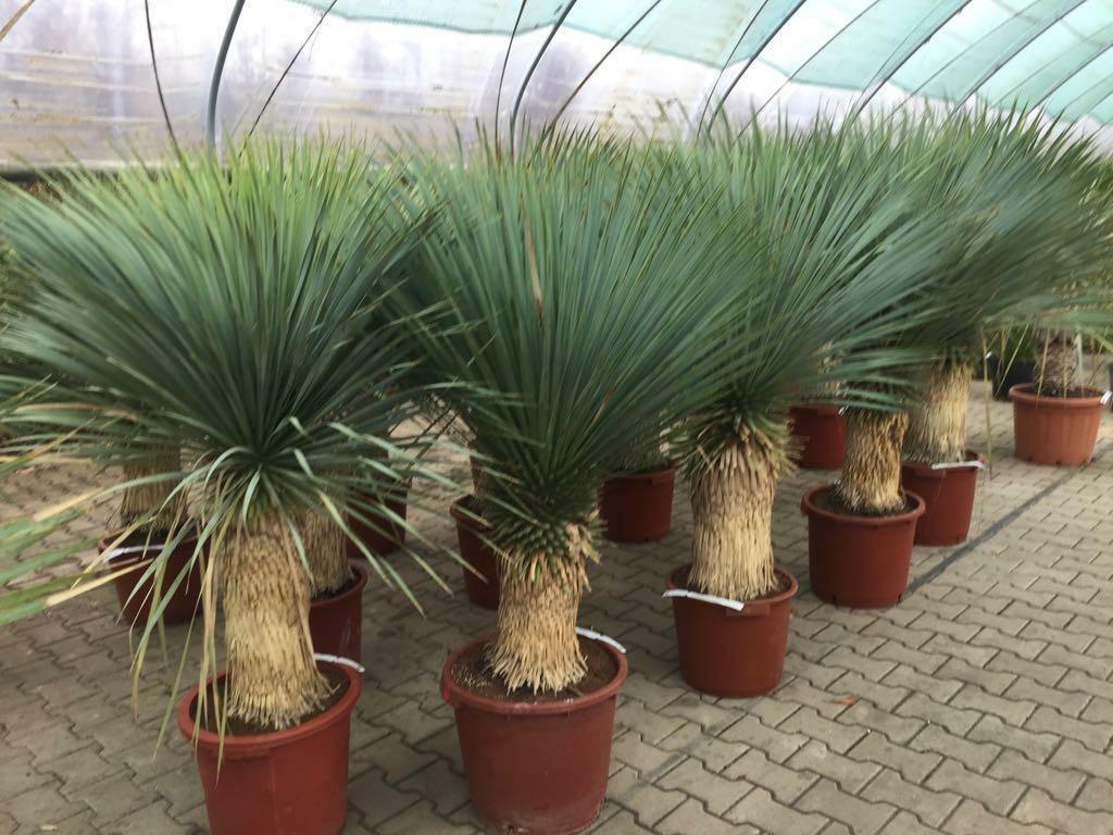 Olijfboom, Vijgenboom, Palmboom, Kurkeik, Steeneik te koop, Ophalen of Verzenden, Volle zon, Leiboom, 100 tot 250 cm