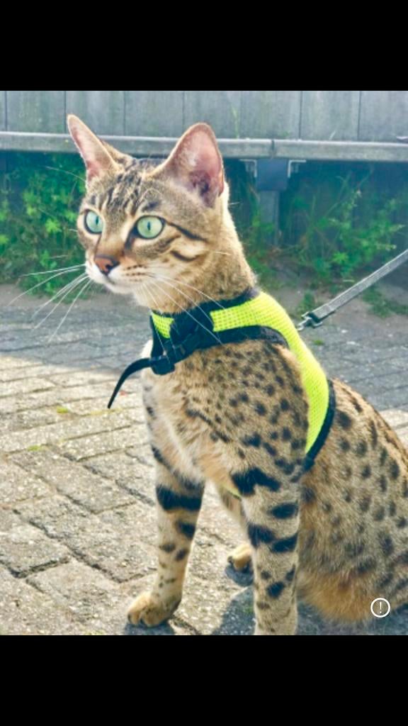 Gesteriliseerd,super lief,7jaar,savannah f3!, Poes