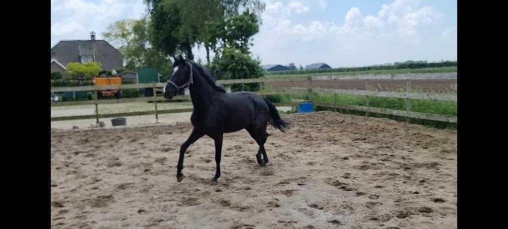 5 jaar Furst Jazz Merrie onbeleerd, Dieren en Toebehoren, Paarden, Merrie, Met stamboom, Dressuurpaard, 3 tot 6 jaar