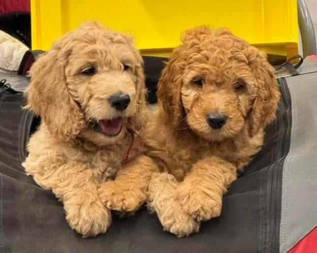 Gastgezinnen gezocht !! Ook vrijwilligers!!, Parvo, 8 tot 15 weken, Labrador retriever, Meerdere