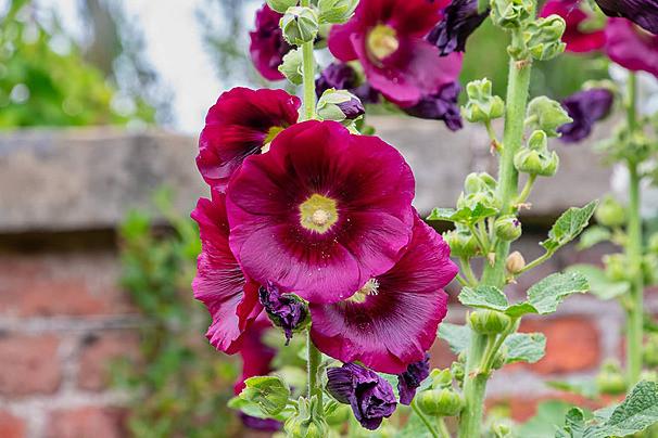 Bio zaden Stokroos - Alcea rosea | donker rood, Verzenden, Voorjaar, Halfschaduw, Zaad