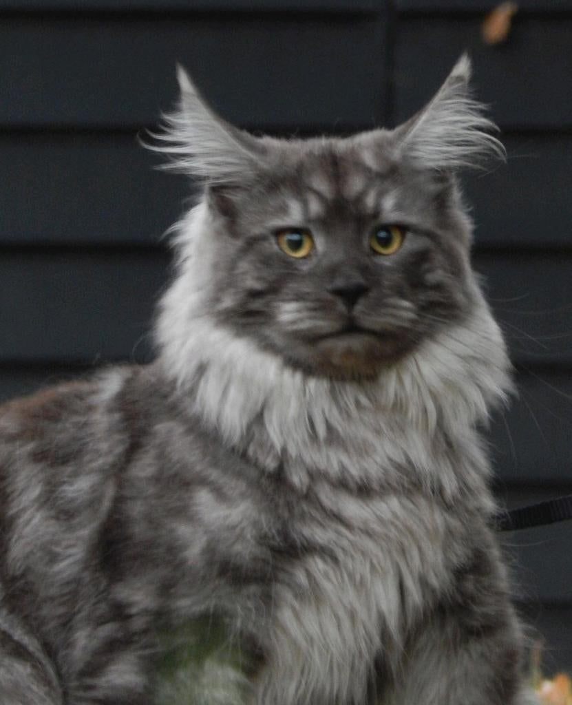 Kampioen maine coon dekkater met stamboom volledig getest, Dieren en Toebehoren, Katten en Kittens | Raskatten | Langhaar, Kater