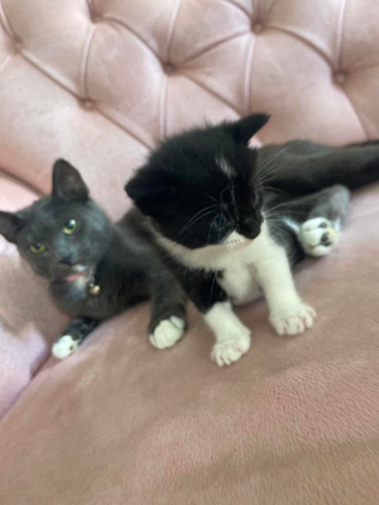 1 Zwarte Kitten, Kater, Langharig, 0 tot 2 jaar