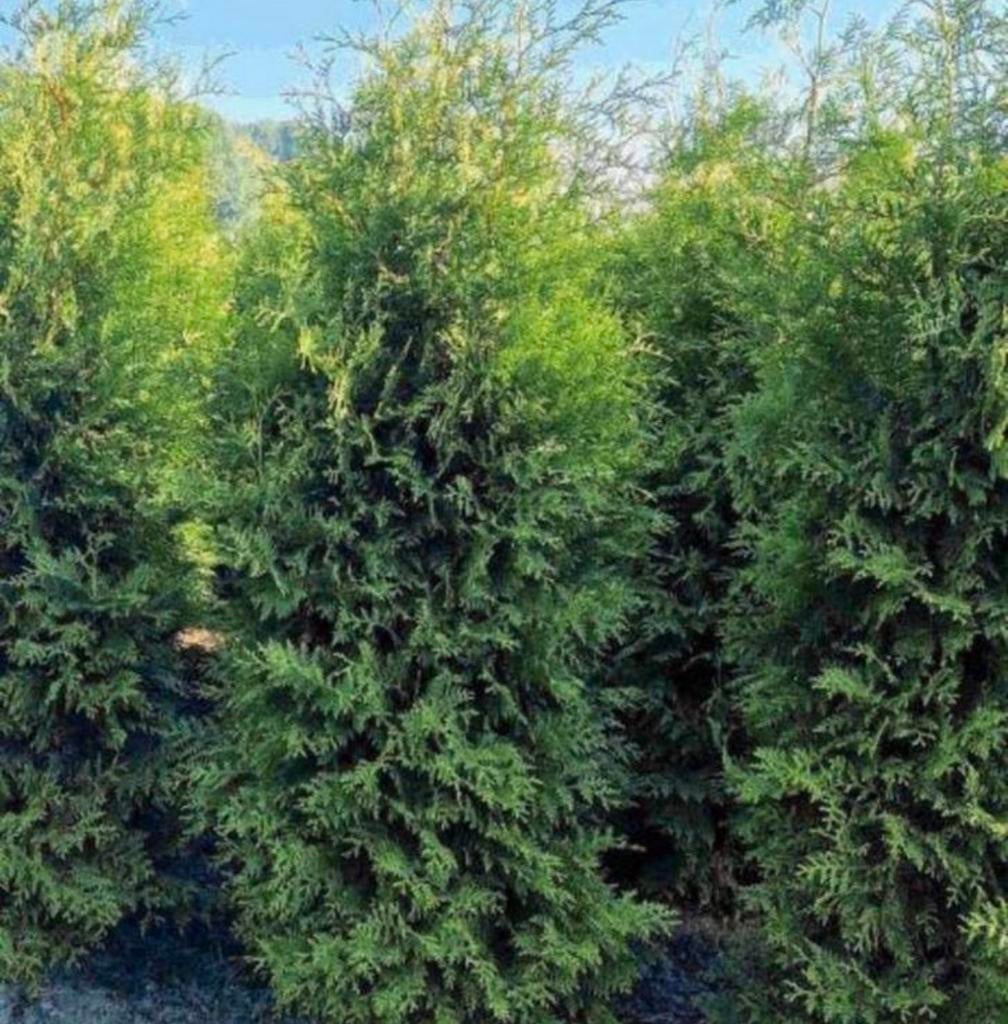 25 x Conifeer “Thuja occidentalis Brabant”, Bloeit niet, Halfschaduw, 100 tot 250 cm, Overige soorten