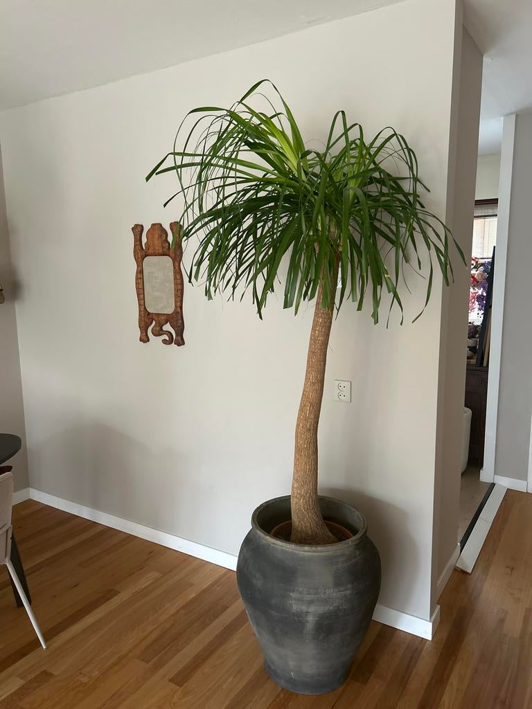 Olifantenpoot met Chinese waterpot - 2 meter hoog!, Huis en Inrichting, Kamerplanten, Ophalen, Halfschaduw, In pot, Yucca