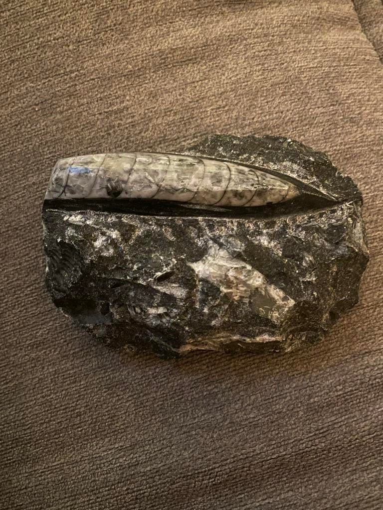 Orthoceras Fossiel in Steen, Ophalen of Verzenden, Fossiel