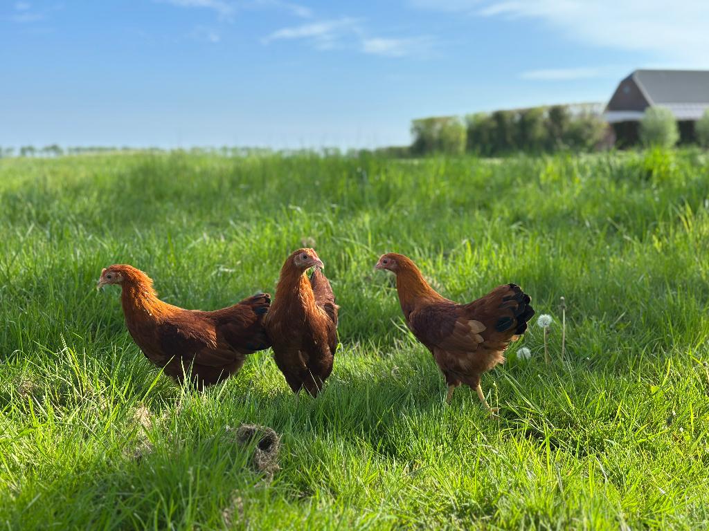Jonge tamme New hampshire kriel kippen gesekst en ingeënt, Dieren en Toebehoren, Pluimvee, Vrouwelijk, Kip