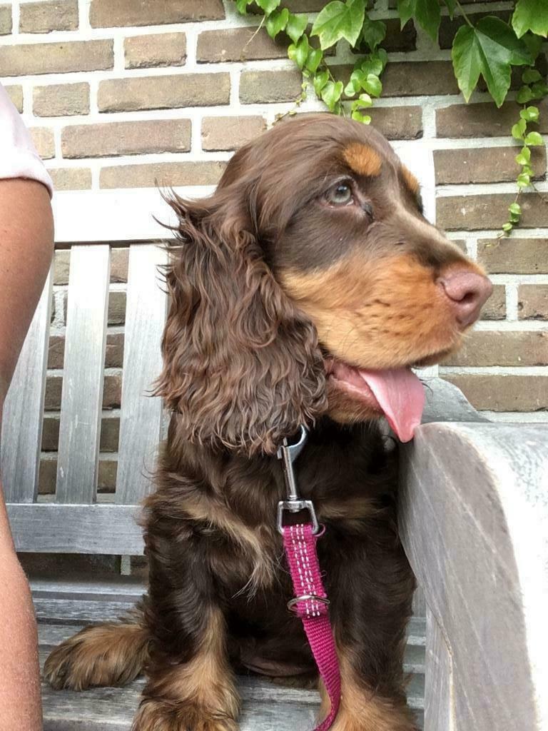 Dek reu, Dieren en Toebehoren, Parvo, Reu, Eén hond, 3 tot 5 jaar