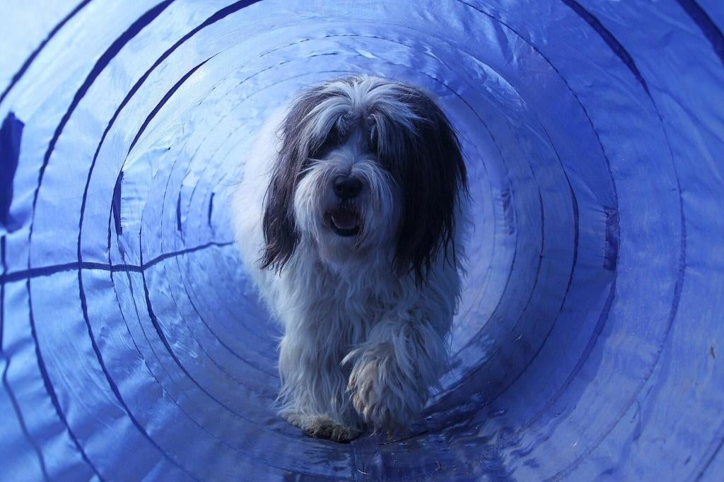 Agility Tunnel Training Hondensport Hondentraining Honden, Dieren en Toebehoren, Honden-accessoires, Ophalen of Verzenden, Nieuw