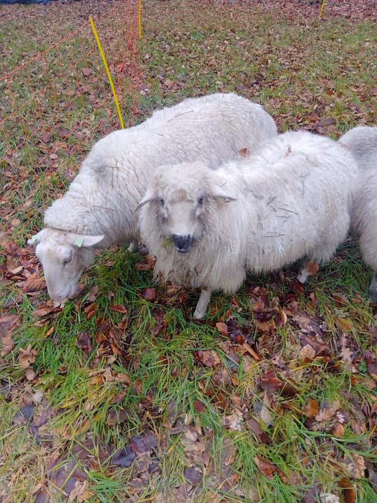 Ooi kruising, Dieren en Toebehoren, Schapen, Geiten en Varkens, Vrouwelijk, Schaap