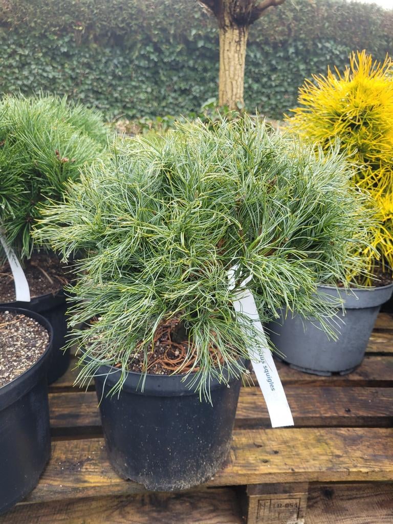 Pinus Strobus Squiggles - Sierlijke den, Tuin en Terras, Planten | Bomen, Bloeit niet, Overige soorten, Minder dan 100 cm, Ophalen