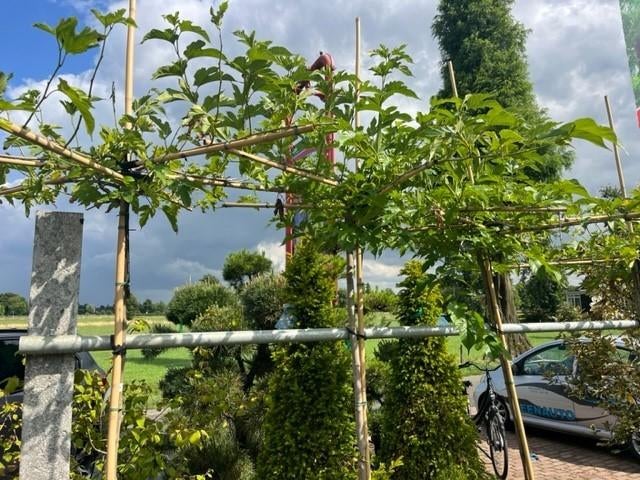 Dak moerbei, Morus platanifoia Fruitless, Dakboom ZWAAR DAK, Lente, 100 tot 250 cm, Dakboom, Ophalen