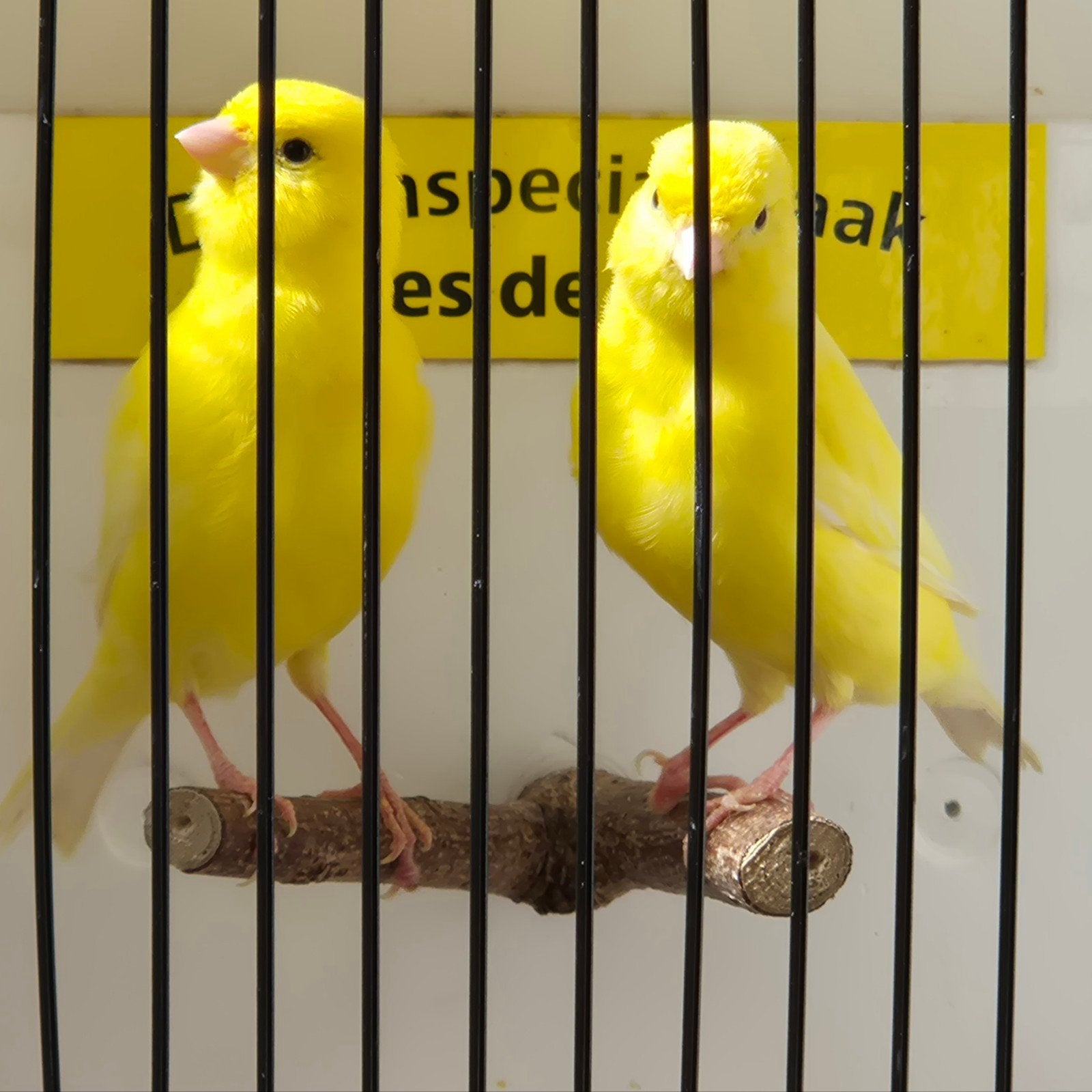 mooie gele kanaries, Meerdere dieren, Kleurkanarie
