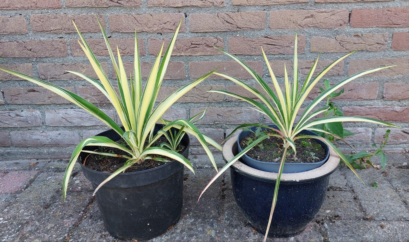 Yucca Filamentosa Palmlelie en Yucca variegata bonte yucca, Ophalen, Overige soorten, Volle zon