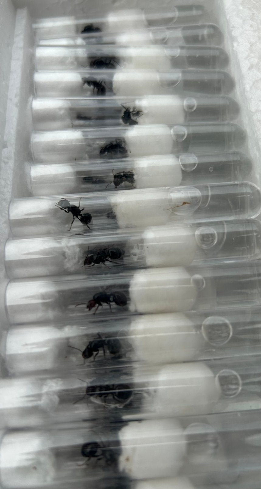 Verse messor barbarus queens/ mieren ant kolonie, Dieren en Toebehoren