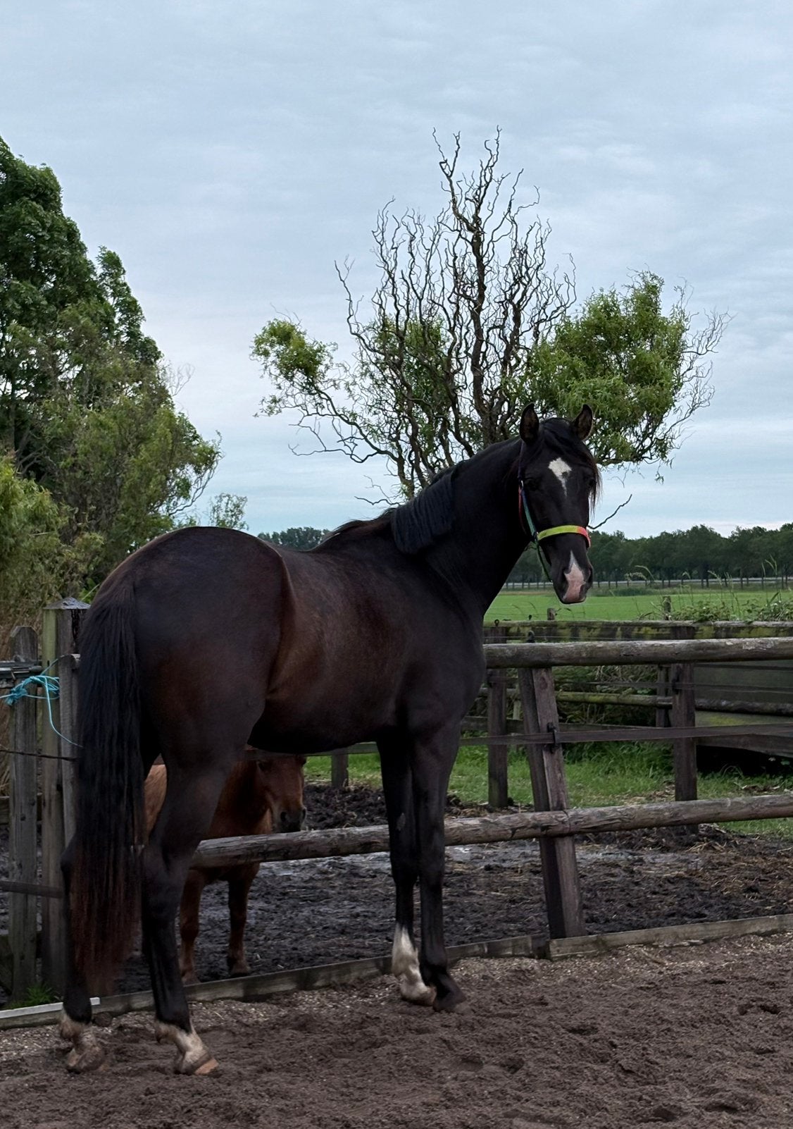 Luxe 2 jarige KWPN dressuur ruin v. Sezuan, Ruin, Dressuurpaard, 3 tot 6 jaar