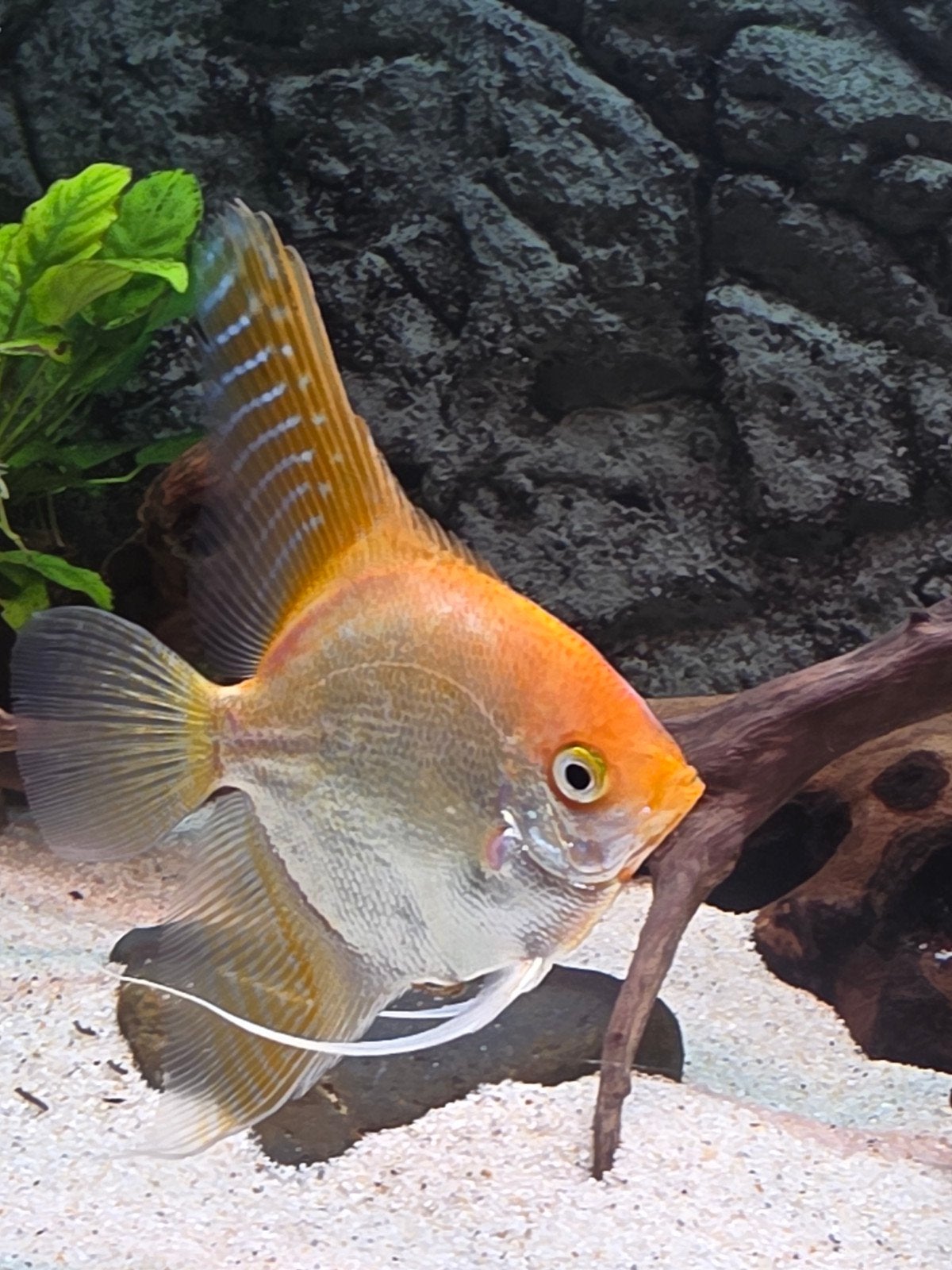 Gouden Maanvis - Pterophyllum scalare, Dieren en Toebehoren, Vis, Zoetwatervis