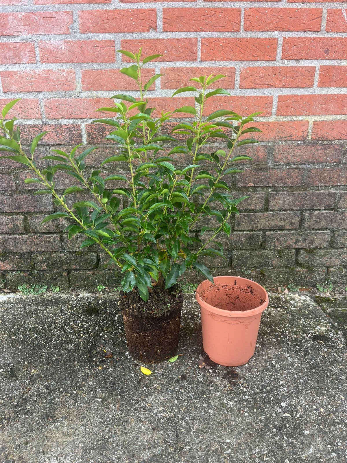 Portugese Laurier – Prunus lusitanica ‘Angustifolia’, Ophalen, Laurier, Haag, Minder dan 100 cm