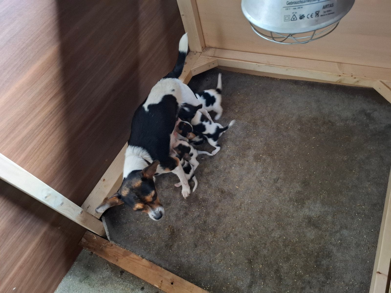 lieve puppies boerenfox, Overige rassen, 8 tot 15 weken, Meerdere, Meerdere dieren